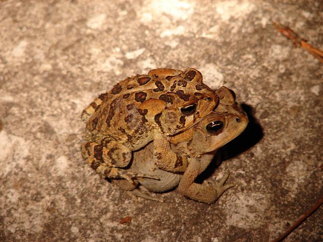 Southern toads amplexus