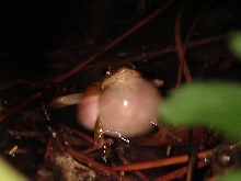 Squirrel treefrog 1