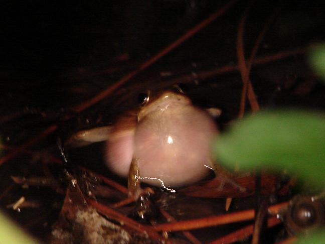 Squirrel treefrog 1