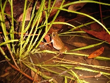 Squirrel treefrog 2