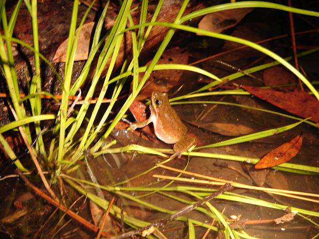 Squirrel treefrog 2
