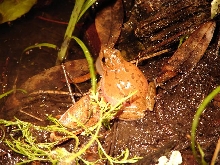 Squirrel treefrog 3
