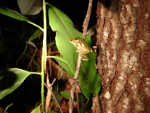 Squirrel treefrog amplexus