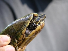 Striped mud turtle