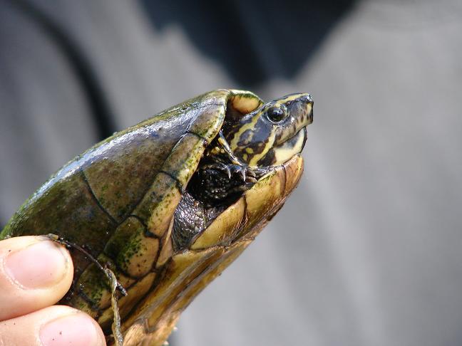 Striped mud turtle