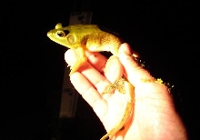 wetlands bullfrog