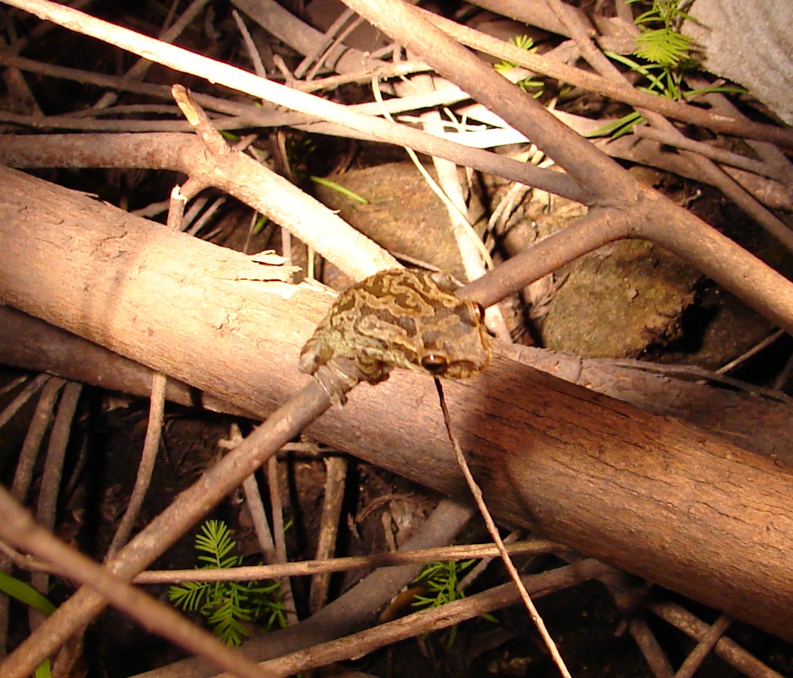 wetlands cuban