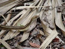 Yellow Ratsnake