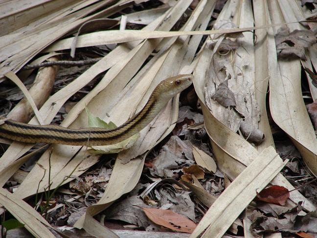 Yellow Ratsnake