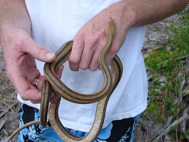 Yellow ratsnake 2