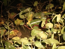 Florida water snake 4