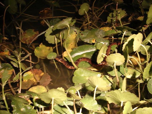 Florida water snake 4