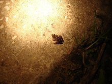 Florida cricket frog