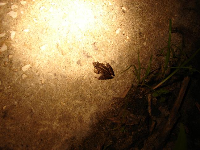 Florida cricket frog