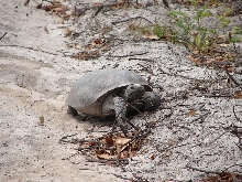 Gopher tortoise