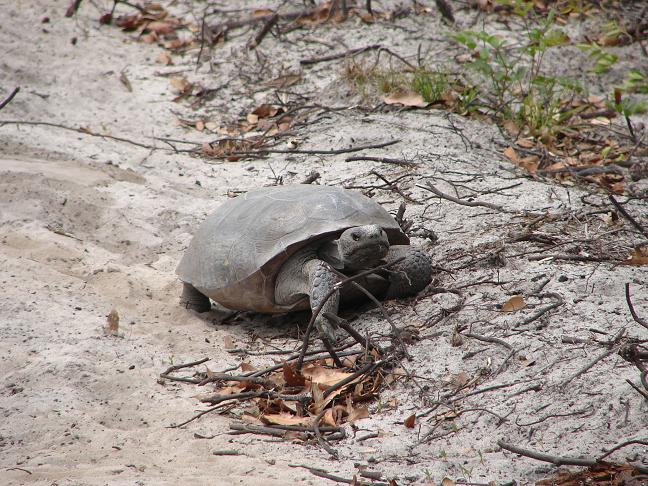 Gopher tortoise