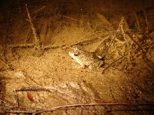 Green frog 1