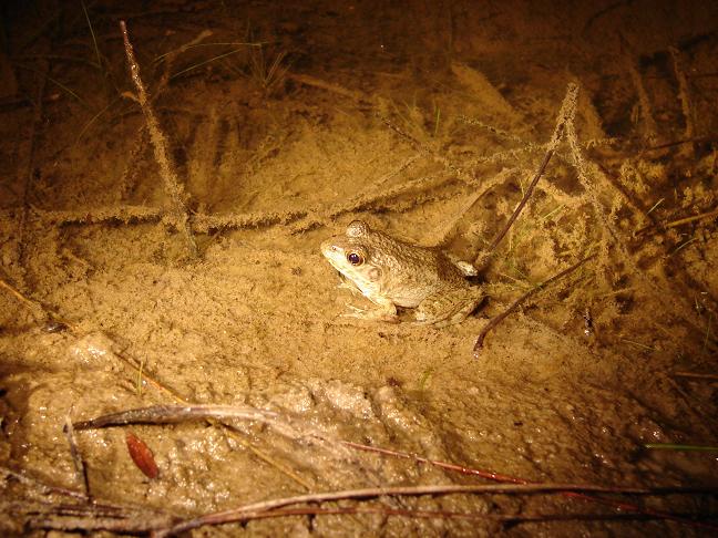 Green frog 1
