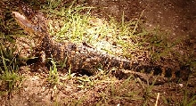 little gator