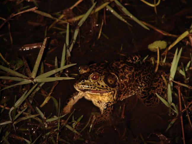 PIG FROG