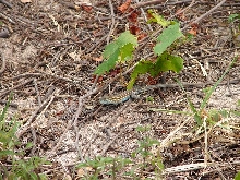 Six-lined racerunner(blue)