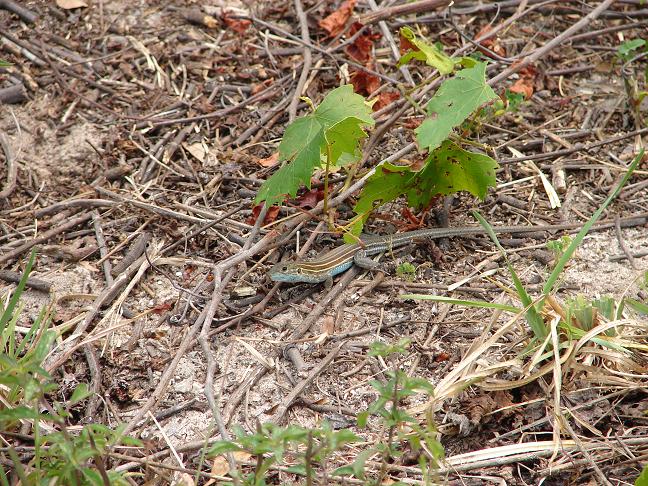 Six-lined racerunner(blue)