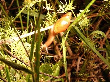Snail