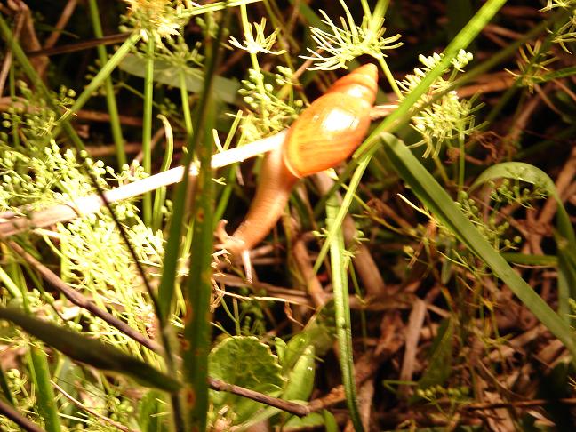 Snail