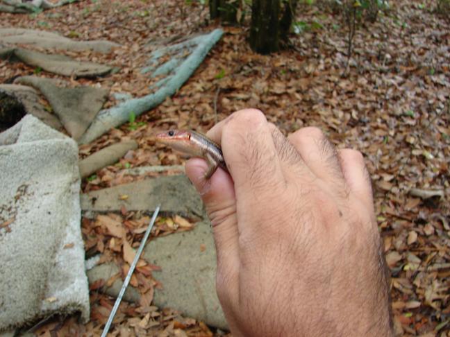 Southeastern five-lined skink