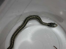 Florida Blue Male