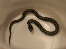 Florida Blue Female