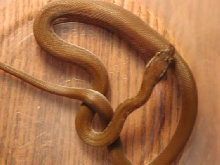 House Snake Male