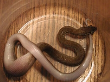 House Snake Female