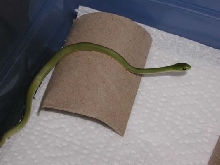 Rough Green Snake