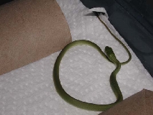 Rough Green Snake