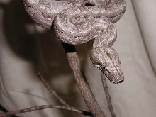 Female Argentine