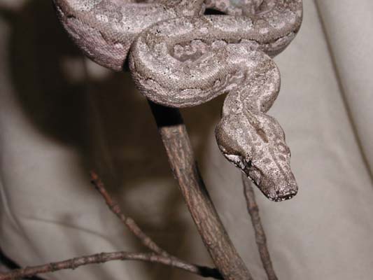 Female Argentine