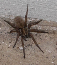 What kind of spider am I?