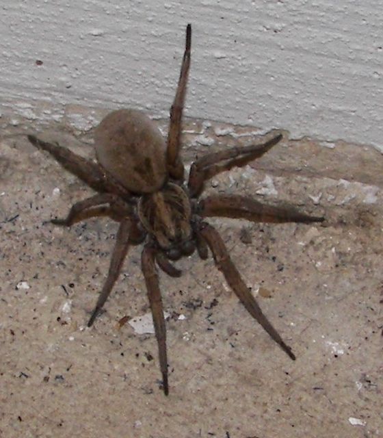 What kind of spider am I?