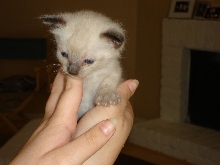 Little Lucy