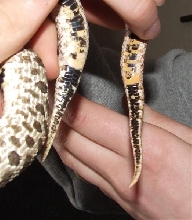 tails