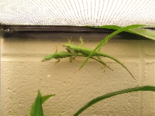 pair of greens
