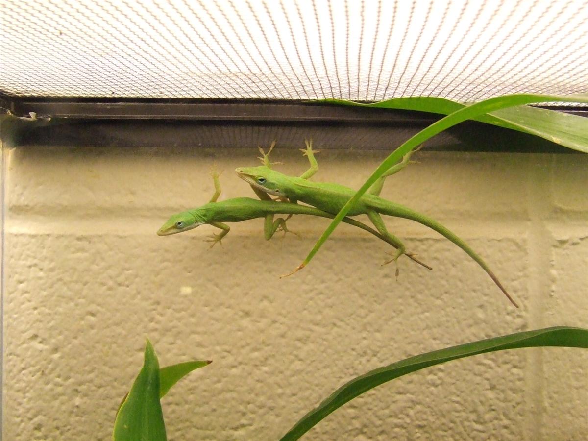 pair of greens