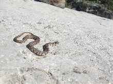 banded