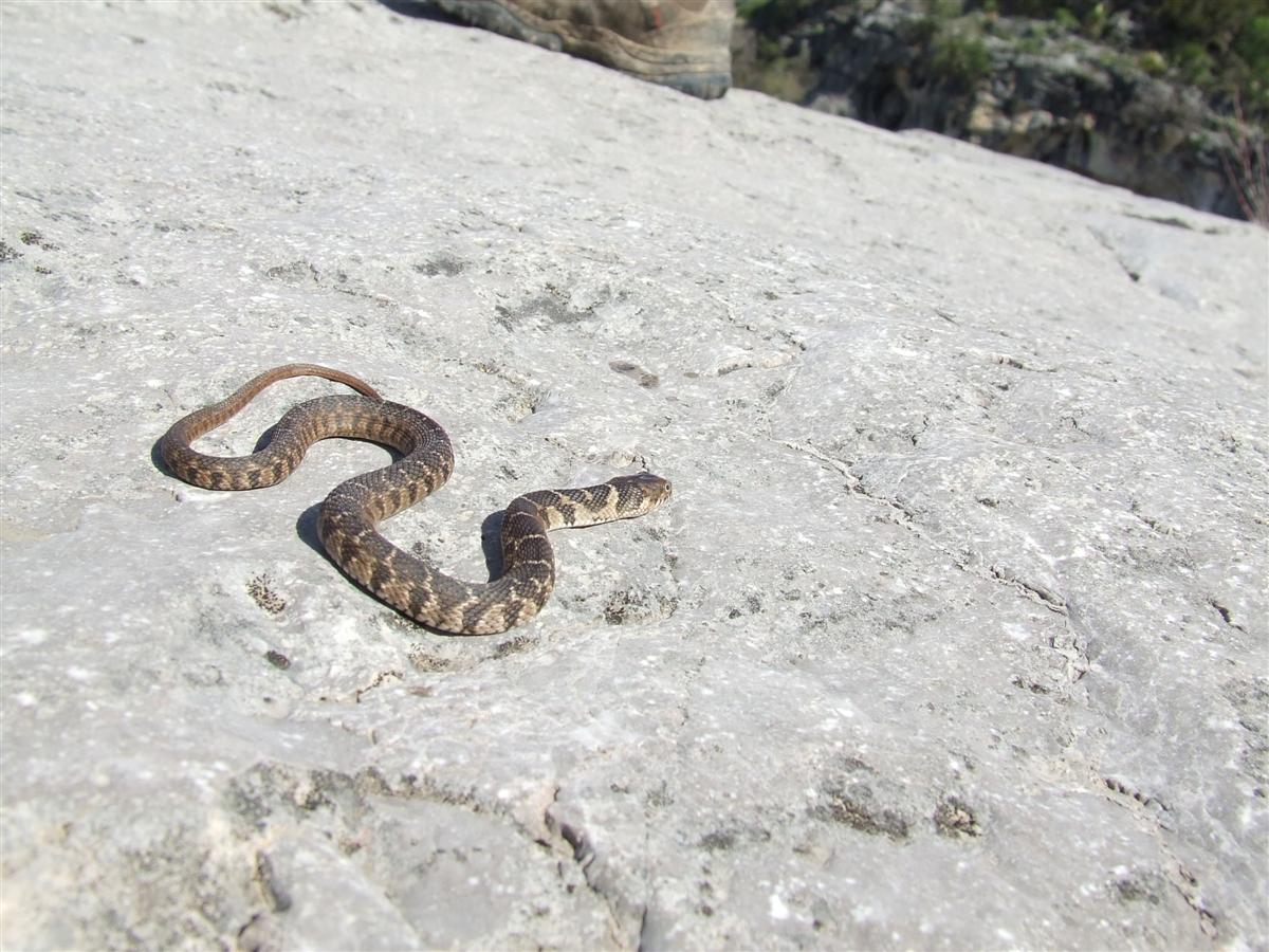 banded