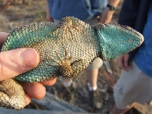 blue spiny