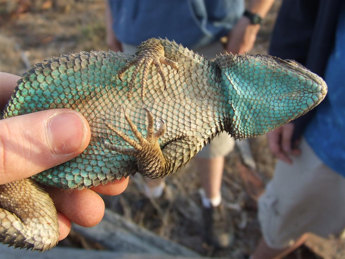blue spiny