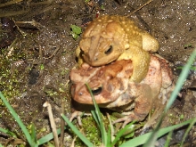 mating