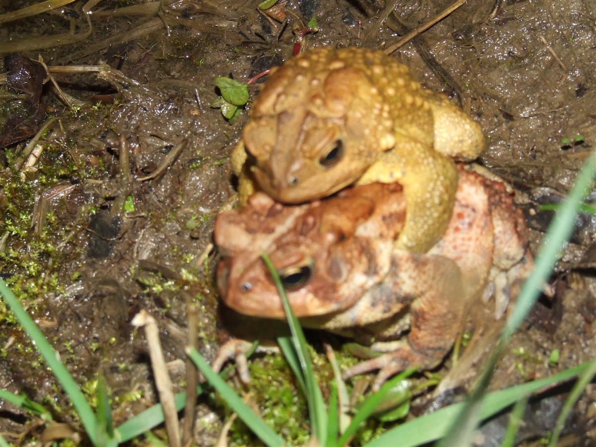 mating