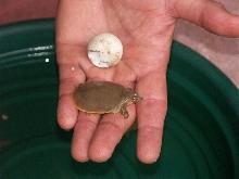 CH softshell